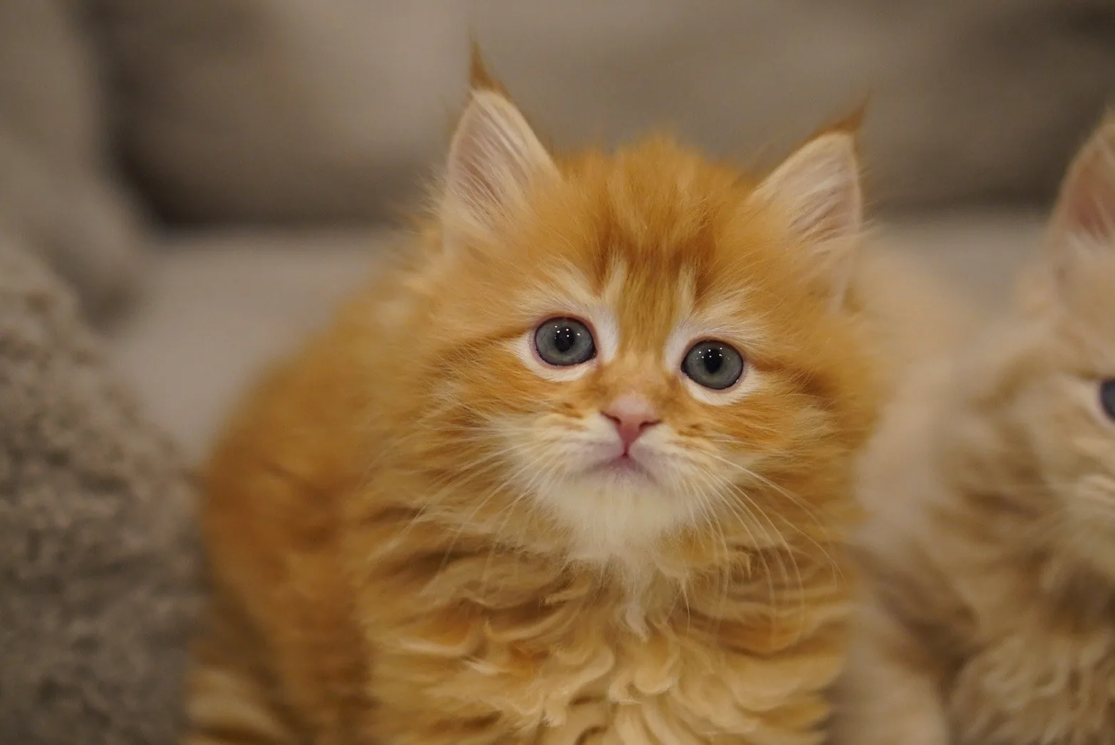 子猫期の琥珀