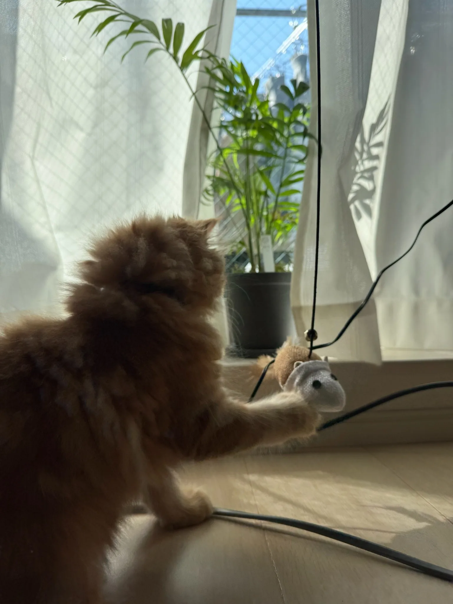 生まれたて
