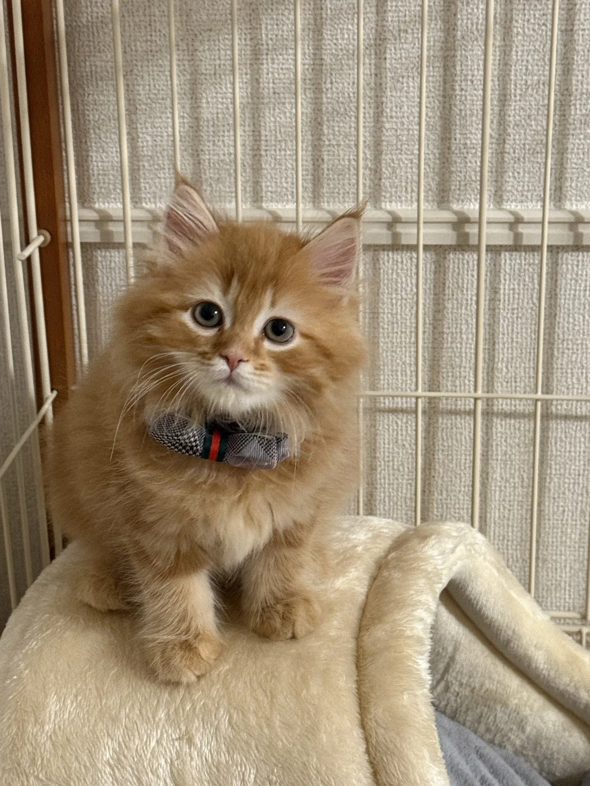 子猫期